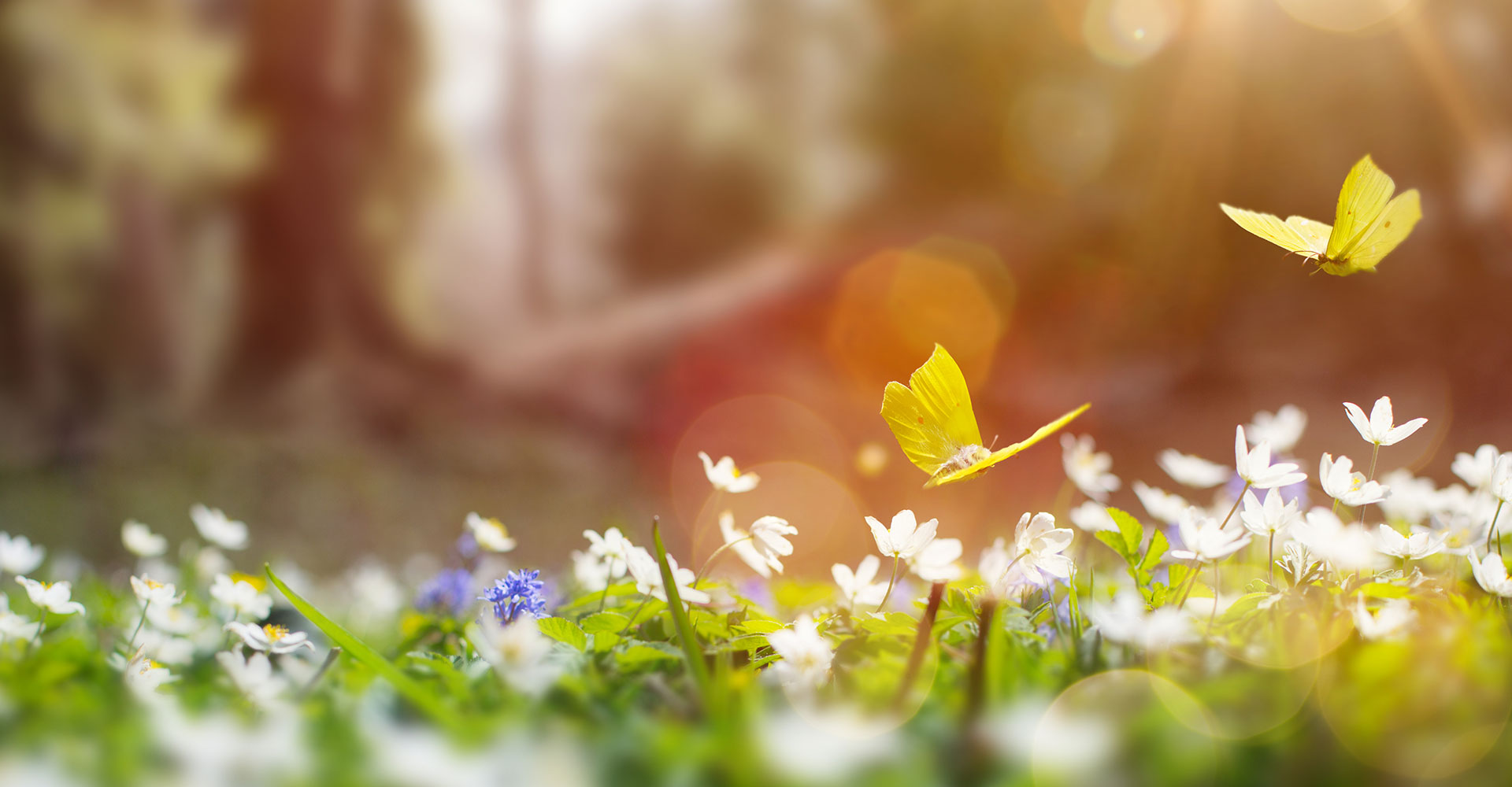 Titelbild Impressum - Wiese mit Blumen, gelben Schmetterlingen und Sonnenlicht